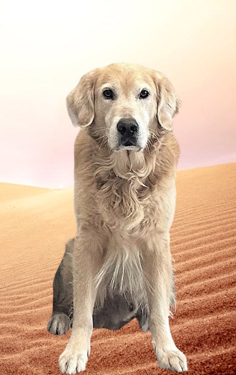 Teamfoto_Hund